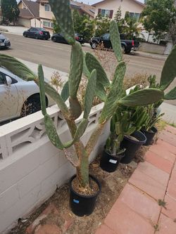 free large nopales