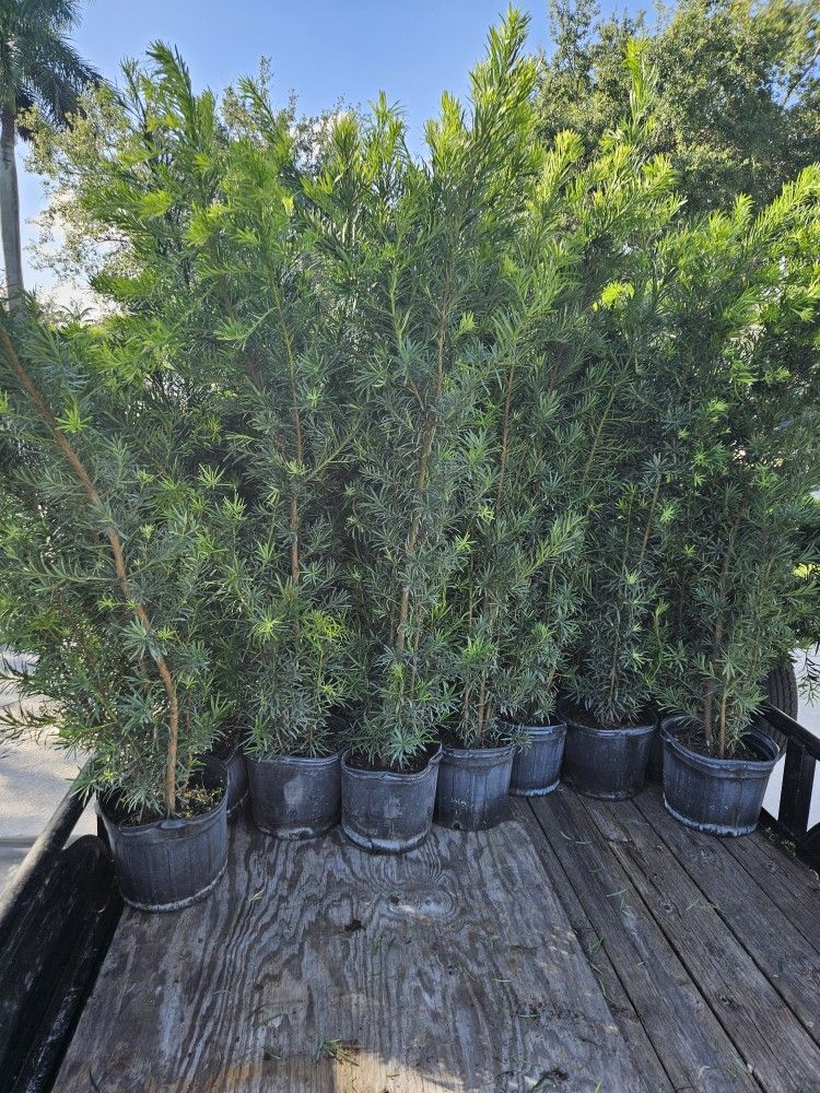 Podocarpus About 6 Feet Tall Full Green Fertilized Ready For Planting Instant Privacy Hedge Same Day Transportation