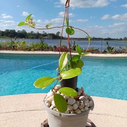 Australis Hoya White Fragrant Flowers $25-Deltona, Fl Pickup 