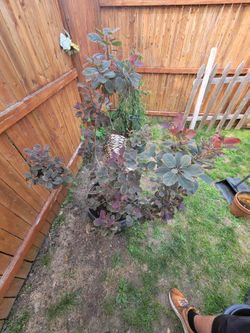 Royal purple smoke bush 10g pot