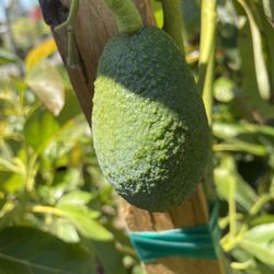 Hass Avocado Tree