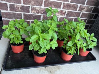 Tulsi plants