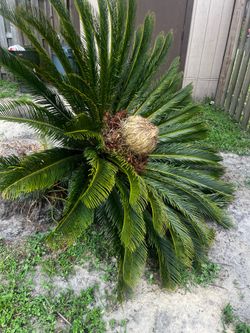 Sago palm tree