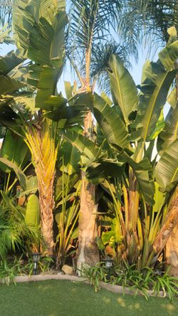 3 Queen Plam Trees(150 for 3)