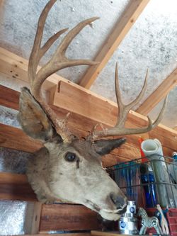 Mule Deer Shoulder Mount