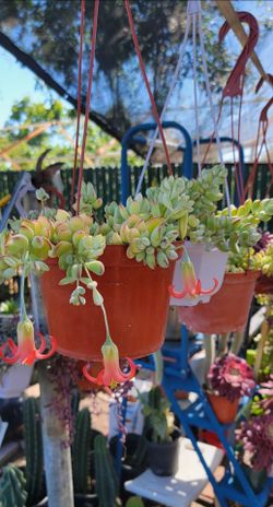 Suculentas Y Cactus 🌵 💕$10