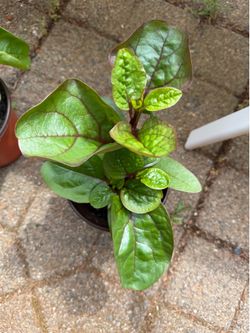 Vietnamese spinash/ mồng tơi tím -$8
