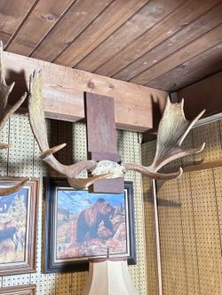 Large Mounted Moose Antlers 40” Rustic Cabin Lodge Wall Decor