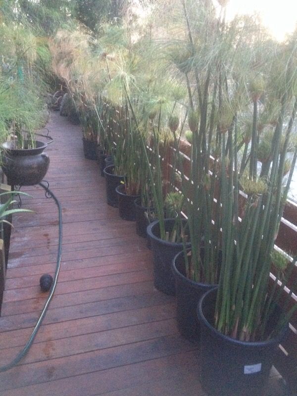 Egyptian papyrus plants