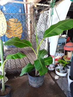 Fruit bearing Banana Trees