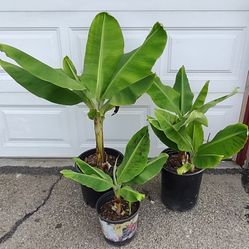 Banana Potted Plants