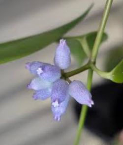 Dischidia sp. blue flowers