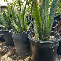 Lengua De Suegra 