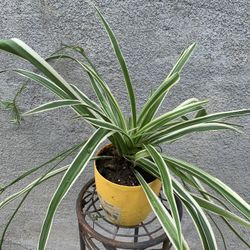 Spider Plant 