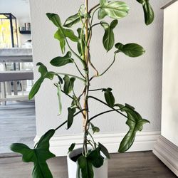 philodendron bipennifolium (horse head ) Plant