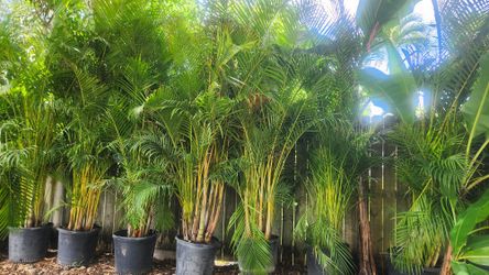 Huge And Gorgeous Arecas Palms About 8-9 Feet Tall For Just $80 Instant Privacy Plants Green Fencing Privacy Hedges 