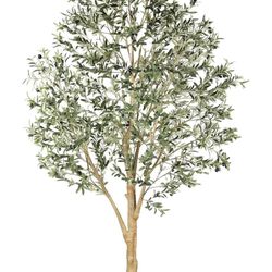 Olive Tree