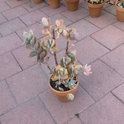 Variegated Kalanchoe Mother Of Thousands Succulent & Kiwi Succulent mix In Clay Pot 