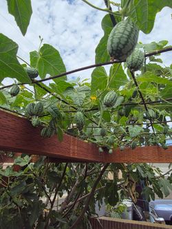 Cucamelon plant ( baby watermelon cucumbers) for sale