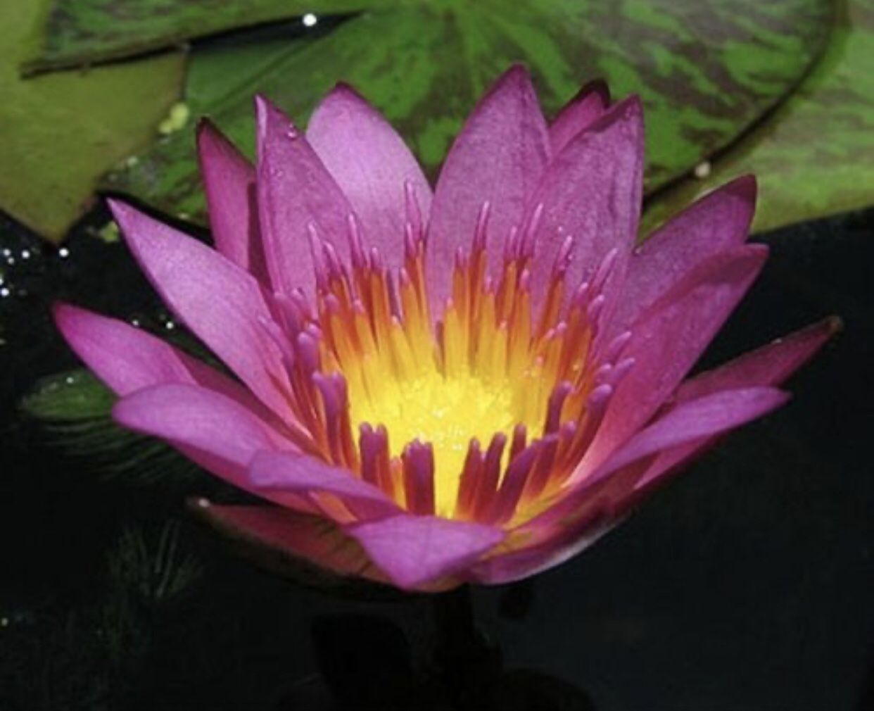 Pink Water Lily Plantlet Baby (ruby Lily) Aquatic Koi Pond Aquarium