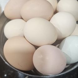 Huevos Frescos Orgánico A 5.00 La Docena 