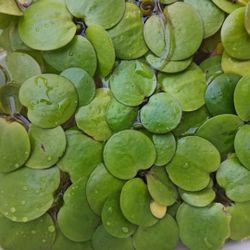 Frogbit