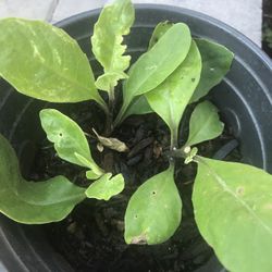 Longevity spinach Plant In Pot 