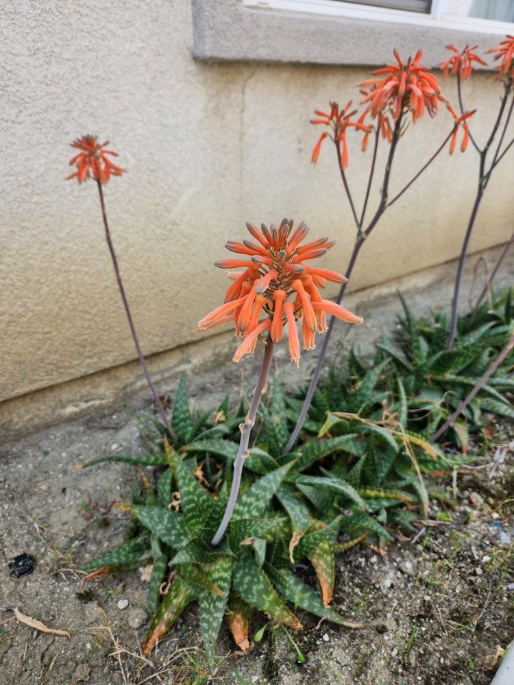 Plants