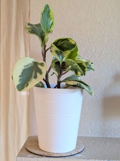 Healthy Beautiful Indoor Plant ( peperomia)