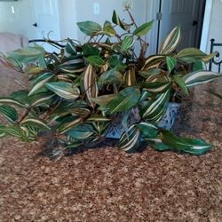 Decorative, Artificial, Plant 