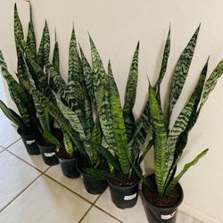 ♥️BEST PLANT ON PLANET♥️Snake Plants In 7” pot
