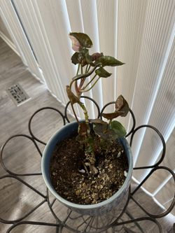 Strawberry Ice Syngonium