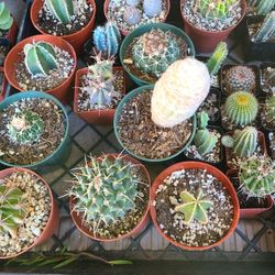Succulents And Cactus For Sale 