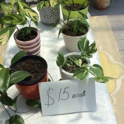 House Plants