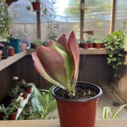 Plant $ 5