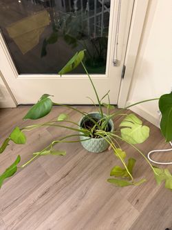 Monstera plant