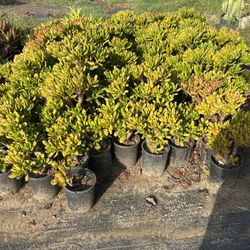 Succulent Plants 