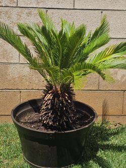 King Palm 🌴