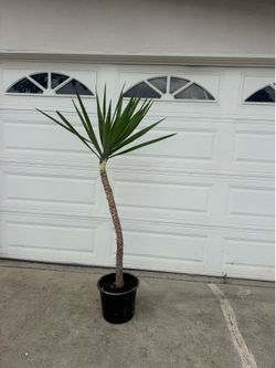 Yucca 6ft