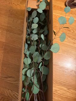 Box of preserved silver dollar eucalyptus