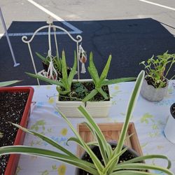 Aloe Arrangements 