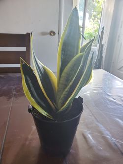 Snake plant