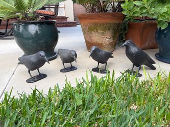 Crows