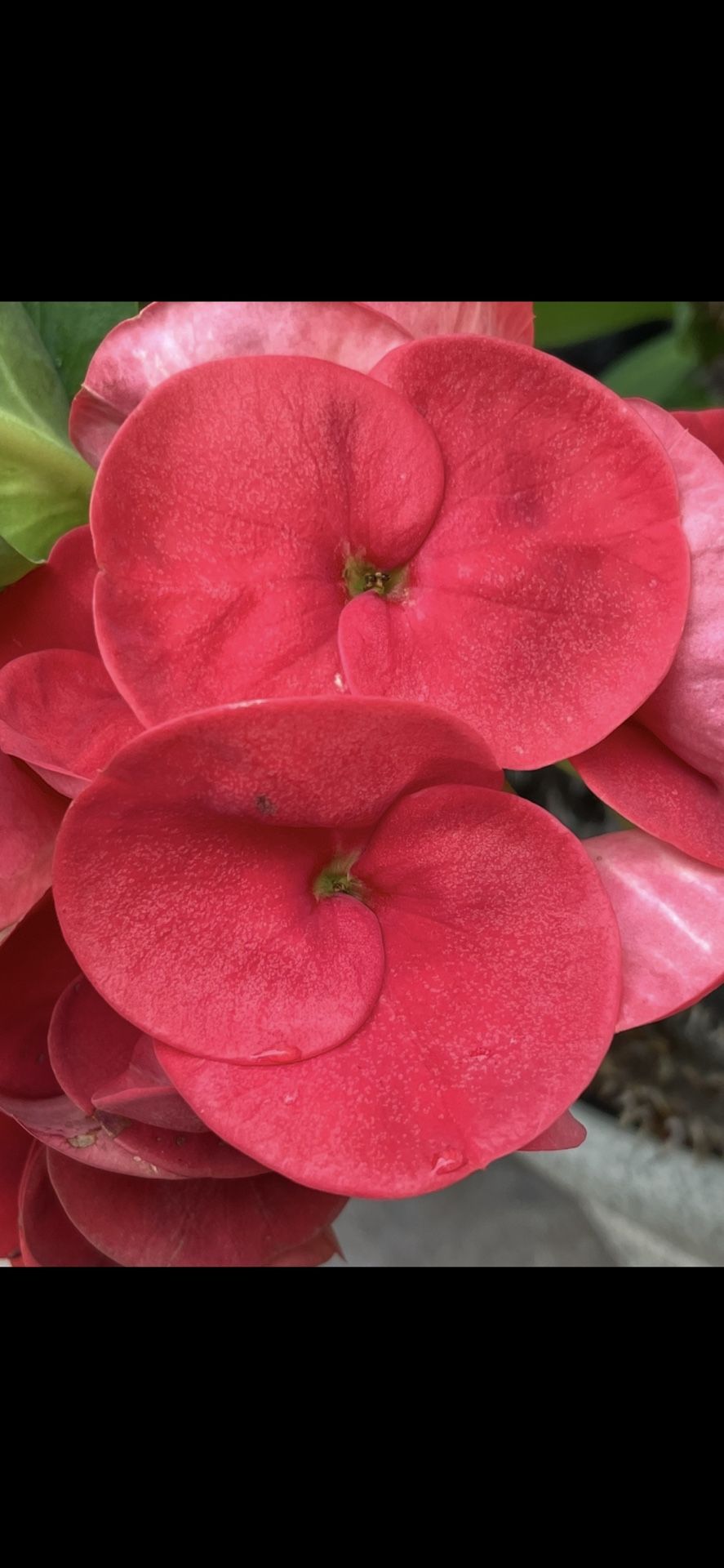 Corona De Cristo New Millonaria $35