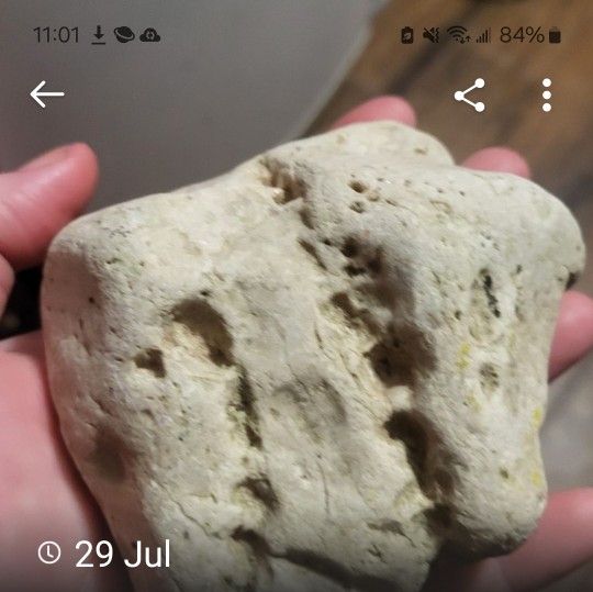 Fossil ( Dinosaur Bone) With Teeth Marks In It.