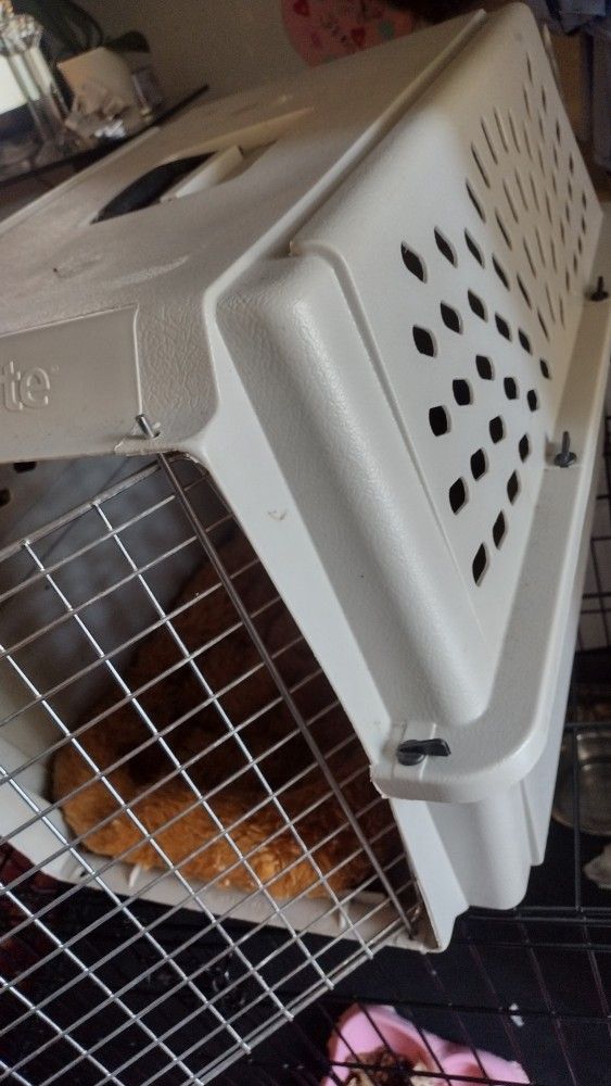 Dog Box