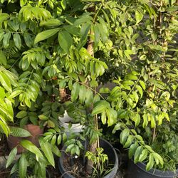 Large June Plum Tree