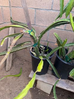 Plantas de pytahaya