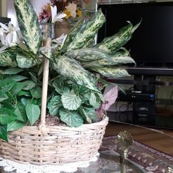 Beautiful silks plant's