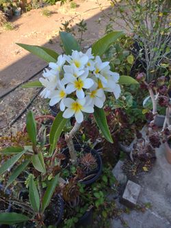 Plumería blanca Flor grabé de 5 galones 